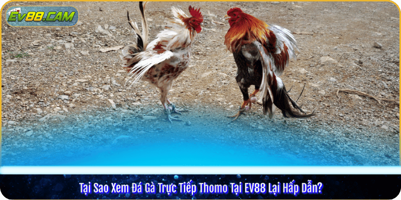 Tại Sao Xem Đá Gà Trực Tiếp Thomo Tại EV88 Lại Hấp Dẫn?